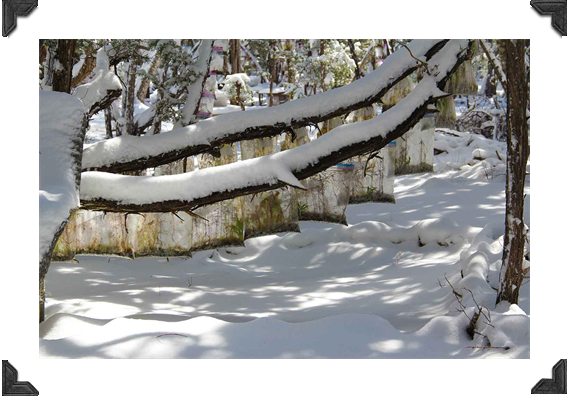 Austin Land Art