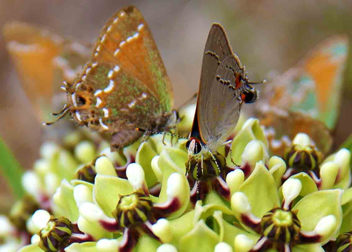 image of land art photography of butterflies standing in a Texas wildflower